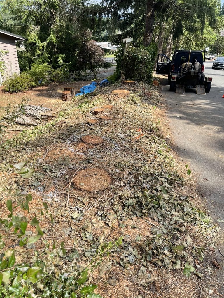 Before Stump grinding project in Bothell