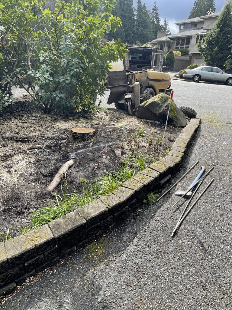 Before stump grinding project in raised garden