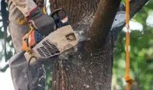 Consult an Arborist