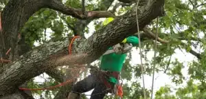 Emergency Tree Removal