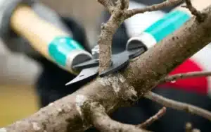 Time to Trim Your Tree