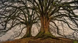 Tree removal services