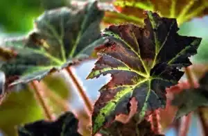 Dutch Elm Disease in Trees