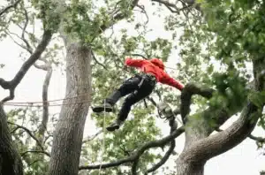 ground after tree removal