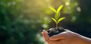 plant a tree
