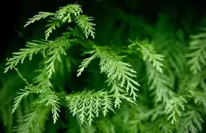 Best Trees and Shrubs to Plant