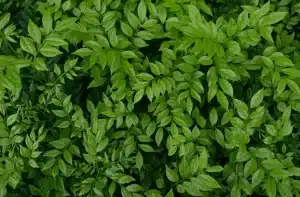 Protect Your Landscaped Plants