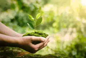 planting tree
