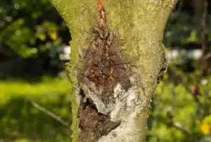 Risk of unhealthy trees