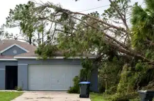 Protecting your trees