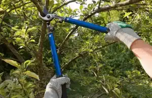 Tree Trimming