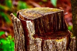 Ask the Experts! Your Top Stump Grinding Questions Answered in Detail | Costs, Process, Cleanup and More