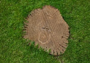 Landscape Beauty: Enhancing Your Garden with Stump Grinding | In-Depth Guide