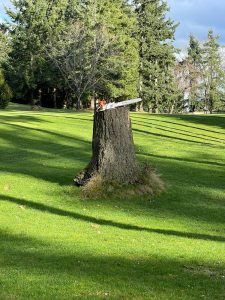 Stump Grinding for New Landscaping Projects: An In-Depth, Step-by-Step Guide