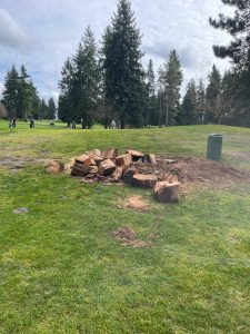 Tree Removal vs. Stump Grinding: Cost, Safety, DIY & Pro Tips