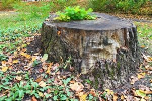 Hire a Stump Grinding Service: 5 Persuasive Reasons to Call the Pros