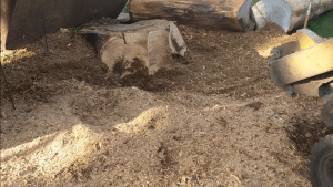 Caring for Your Lawn After Stump Removal