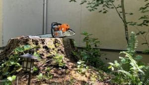 Grind Large Stumps Like a Pro