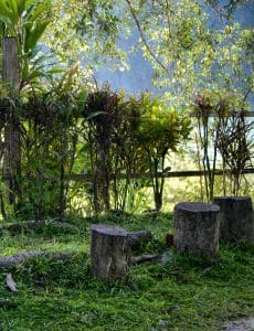 How to Choose the Right Stump Grinder | Stump Removal Machine Buying Guide