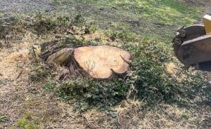 How to Compare Stump Grinding Services