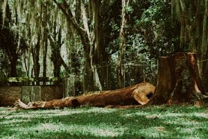 How to Deliver and Exceed Stump Grinding Customer Expectations | The Complete Guide