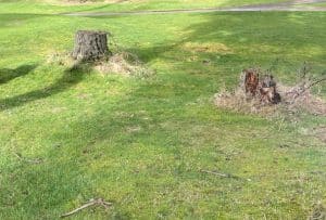 How to Enhance Your Stump Grinding Skills and Knowledge
