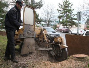 How to Enjoy and Have Fun with Stump Grinding: An Unexpected Adventure
