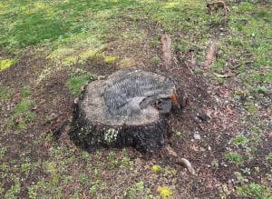 How to Master the Basics and Fundamentals of Stump Grinding: A Comprehensive Guide