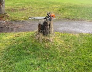 How to Plan Your Stump Grinding Project