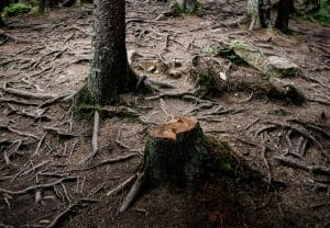 How to Prepare Your Yard for Stump Grinding: The Ultimate Guide