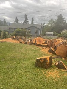 How to Resolve a Dispute with a Stump Grinding Service: A Comprehensive Guide