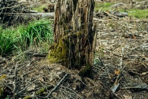 How to Get Rid of Stubborn Old Tree Stumps Without Grinding | 10 Doable Methods