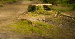 Safest Ways to Remove a Tree Stump