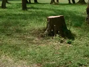 Stump Grinding Depth A Complete Guide