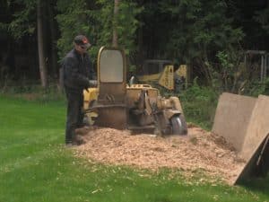 How to Hire a Stump Grinding Service Online: The Ultimate Guide