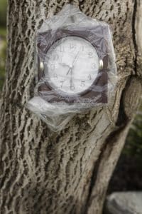 Stump Removal Time: How Long Does It Really Take