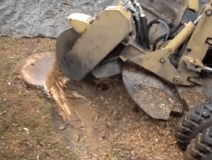 What to Look for in a Stump Grinding Company: A Comprehensive Guide