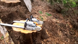 When to Call a Professional Stump Grinder