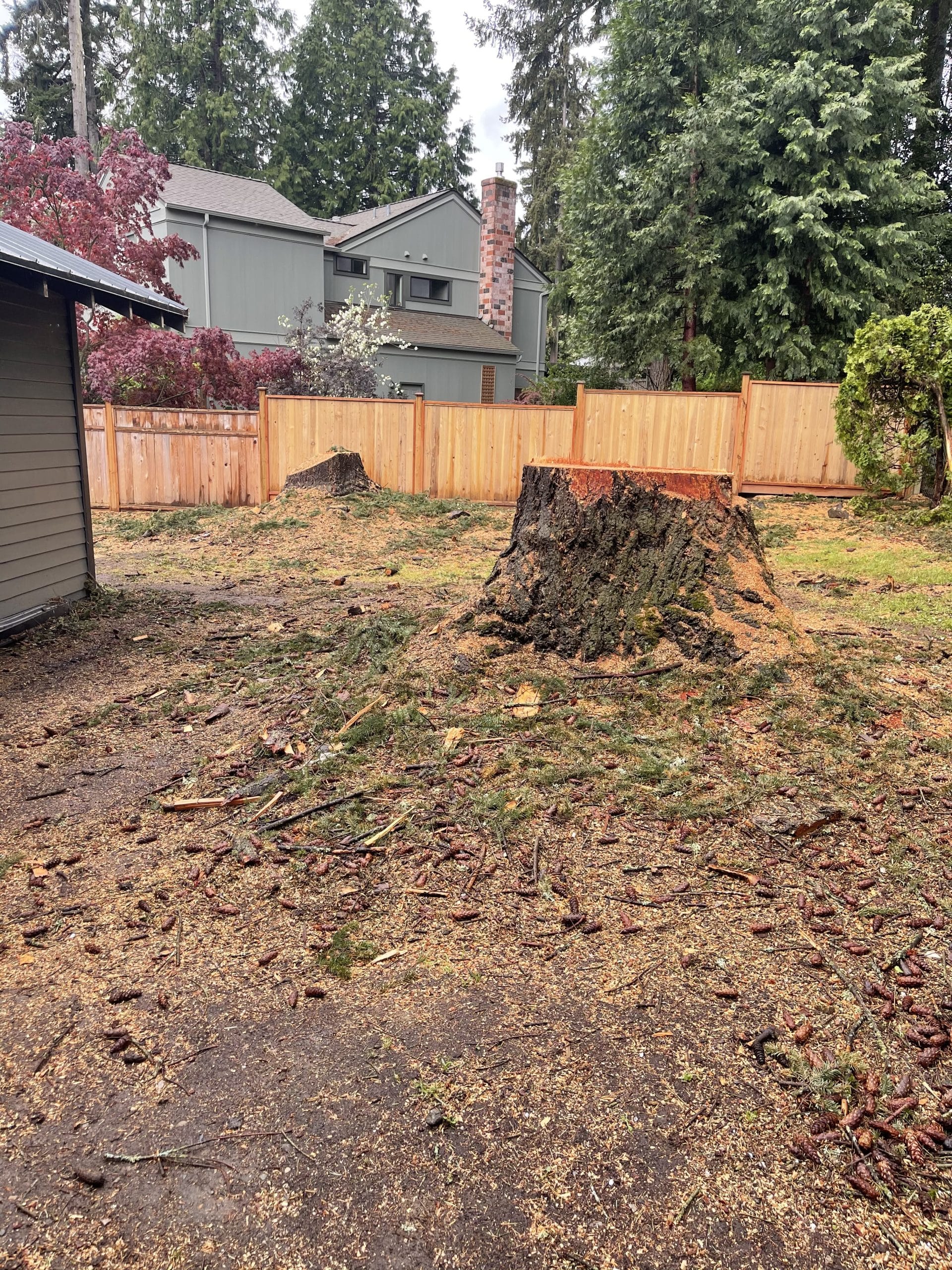 Before stump grinding for a large fir stump in Bellevue WA