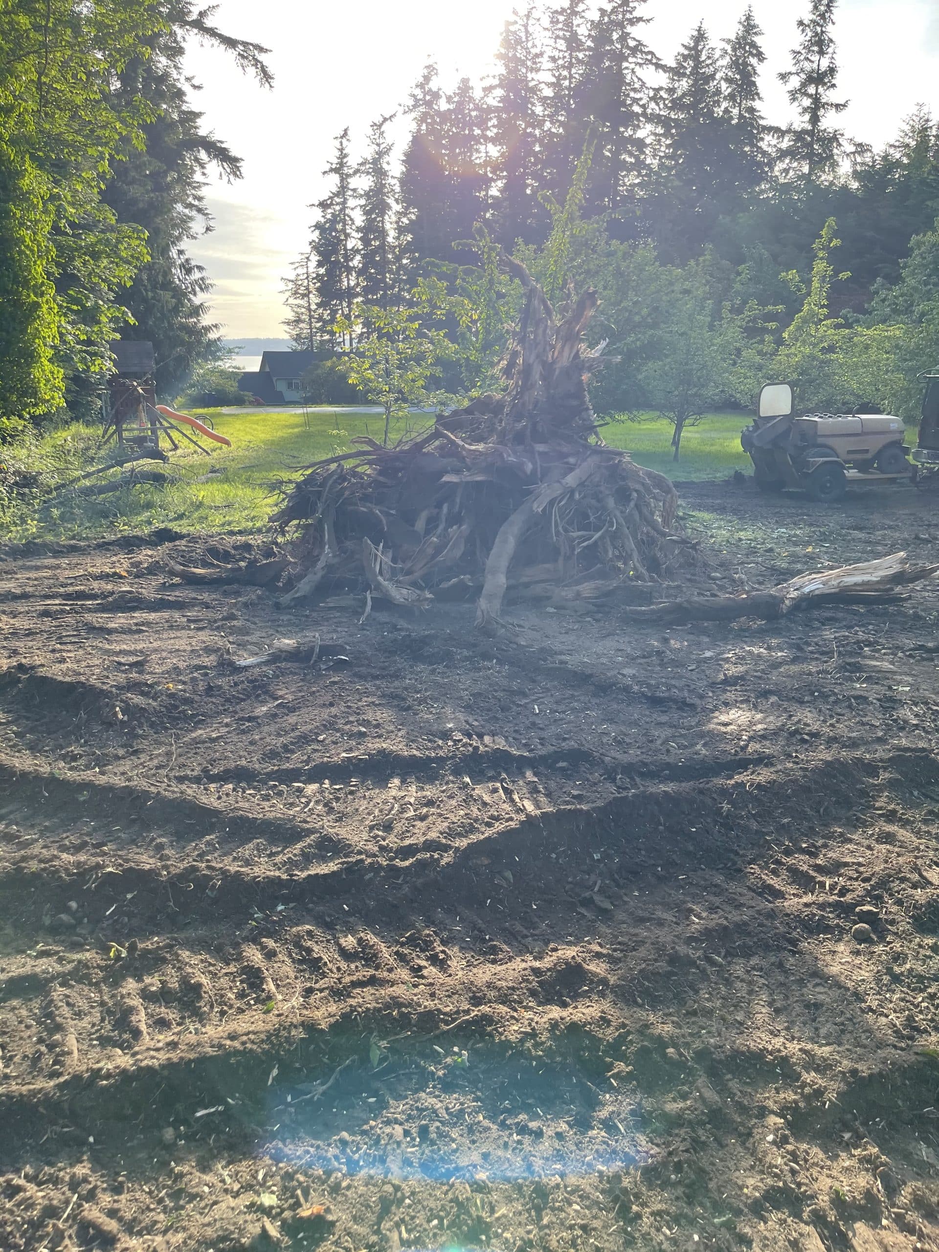 Emergency tree service in Bellevue cleaning up storm-damaged tree and blown over stump