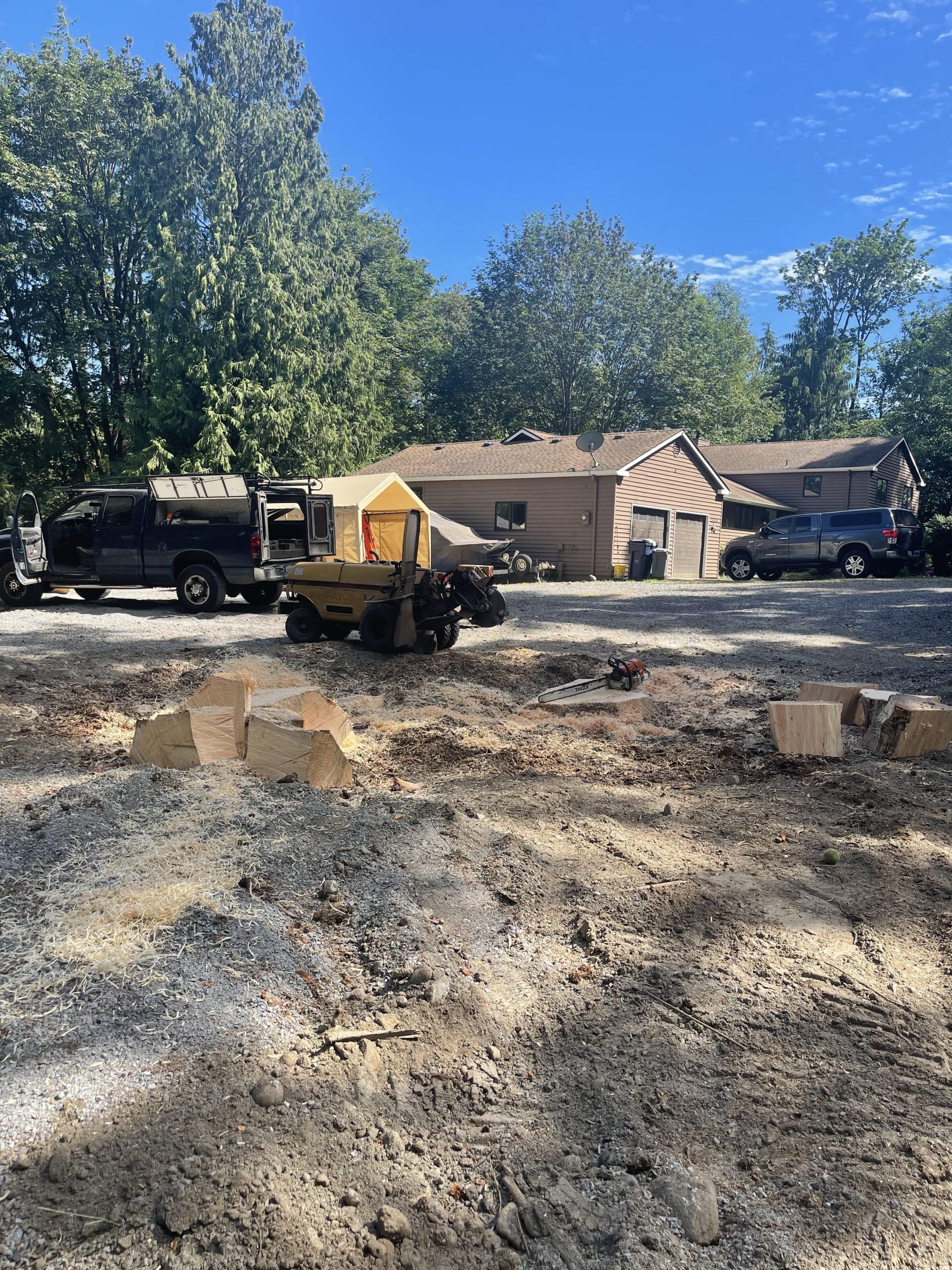 Stump grinding in Kirkland WA with large fir stump and professional equipment on site