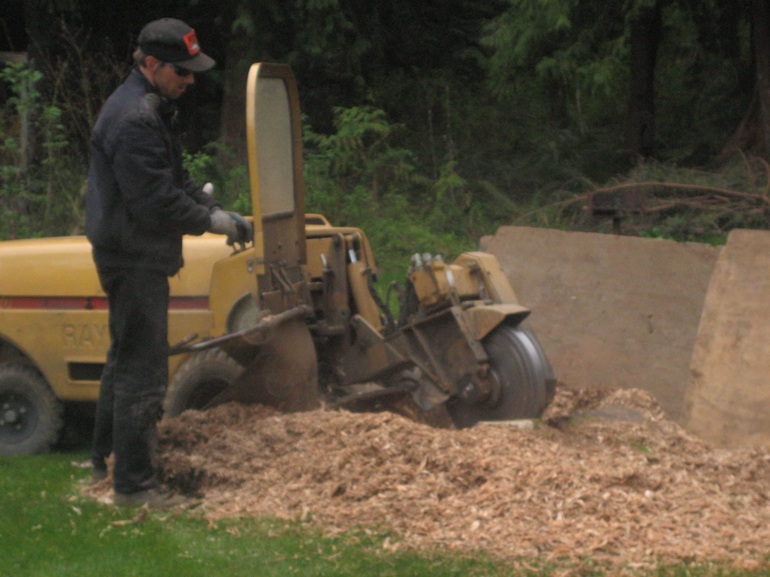 Owner-operator stump grinding in Everett WA with professional equipment and clean finish
