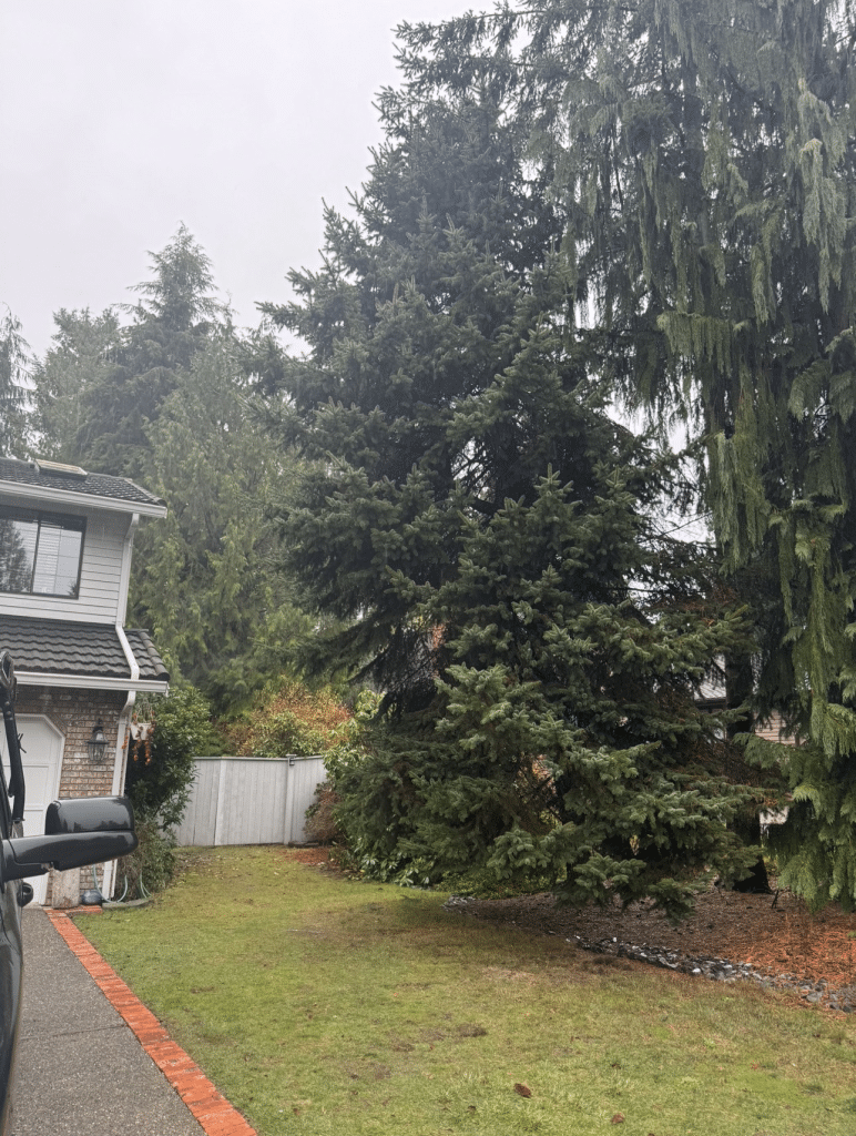 Tree service in Bothell, WA by Sno King Stump Grindin