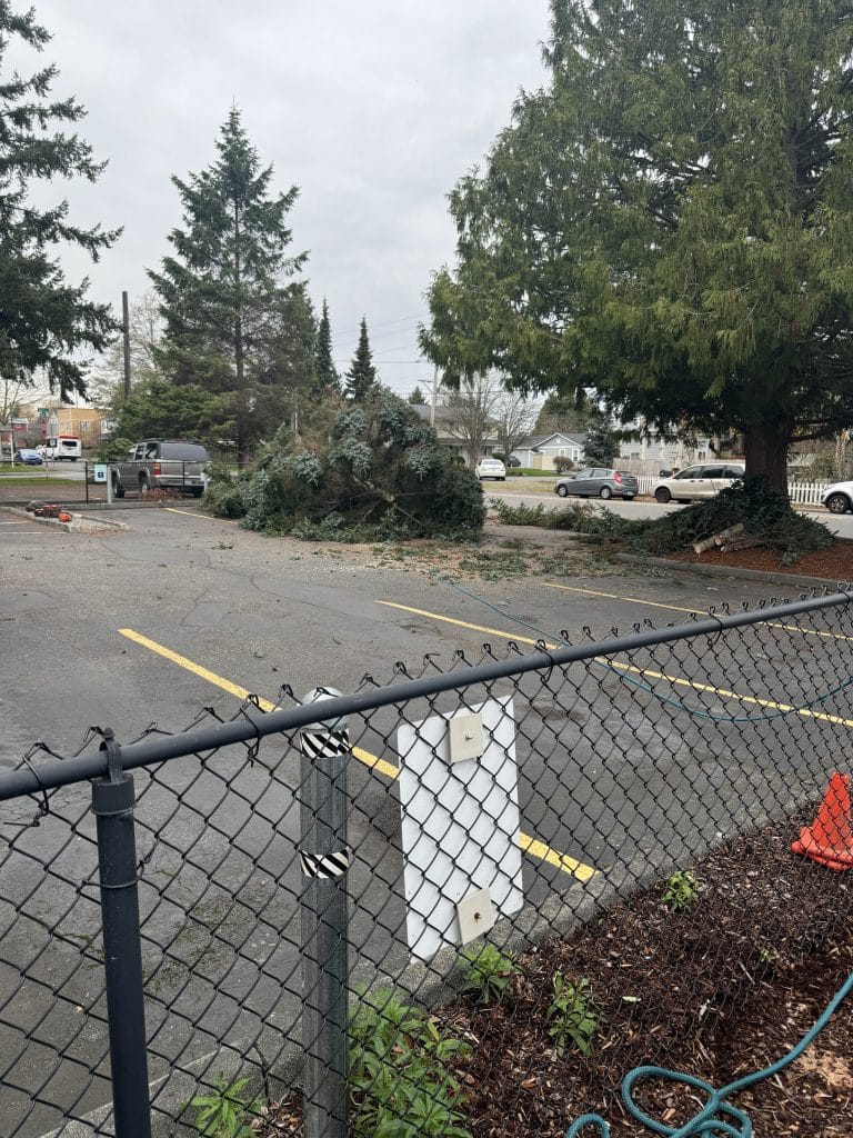 Tree down safely and processing branches and trunk wood in Bothell, WA