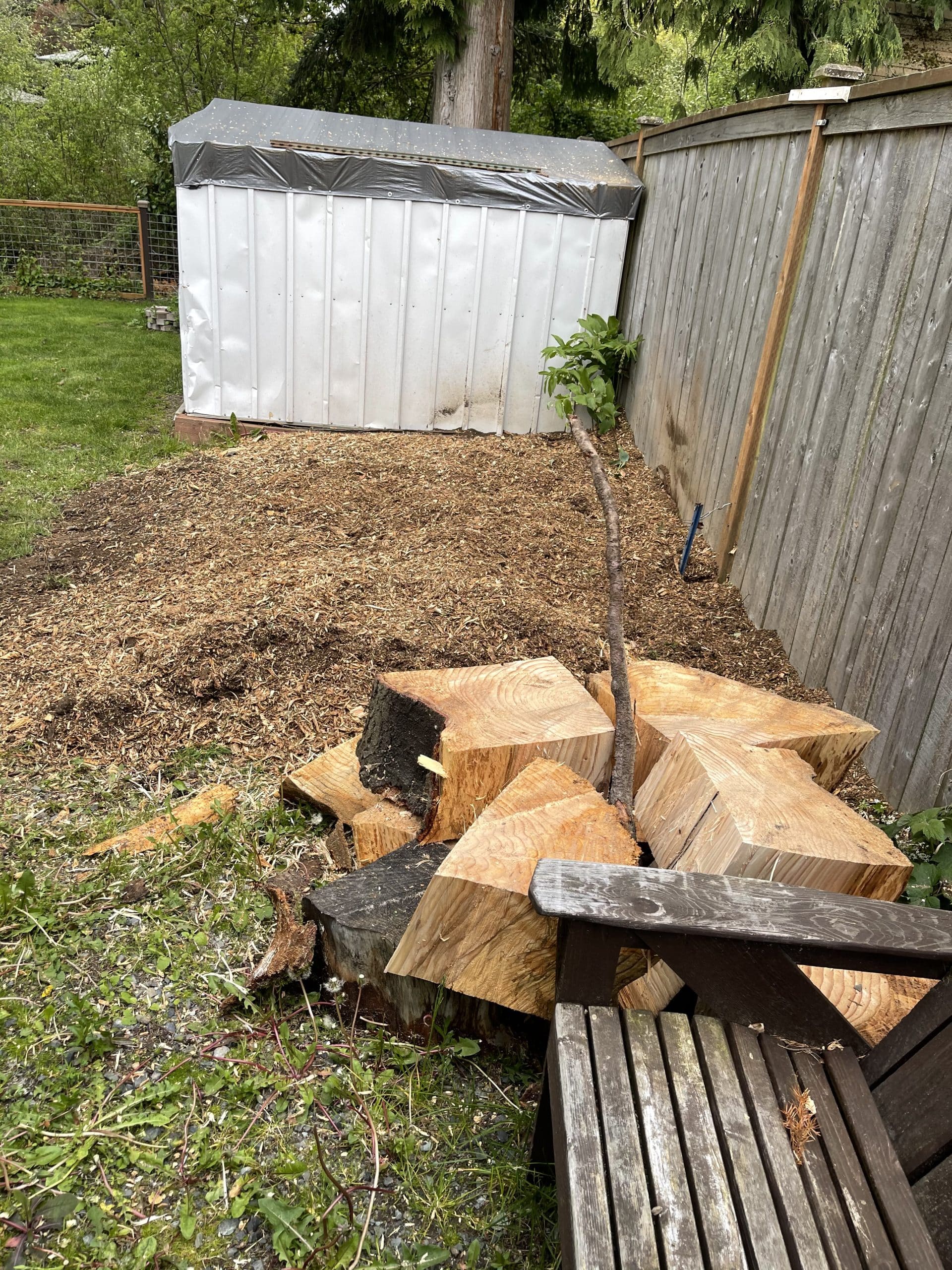 Finished stump grinding cleanup in Edmonds, WA with wood chips and site restored