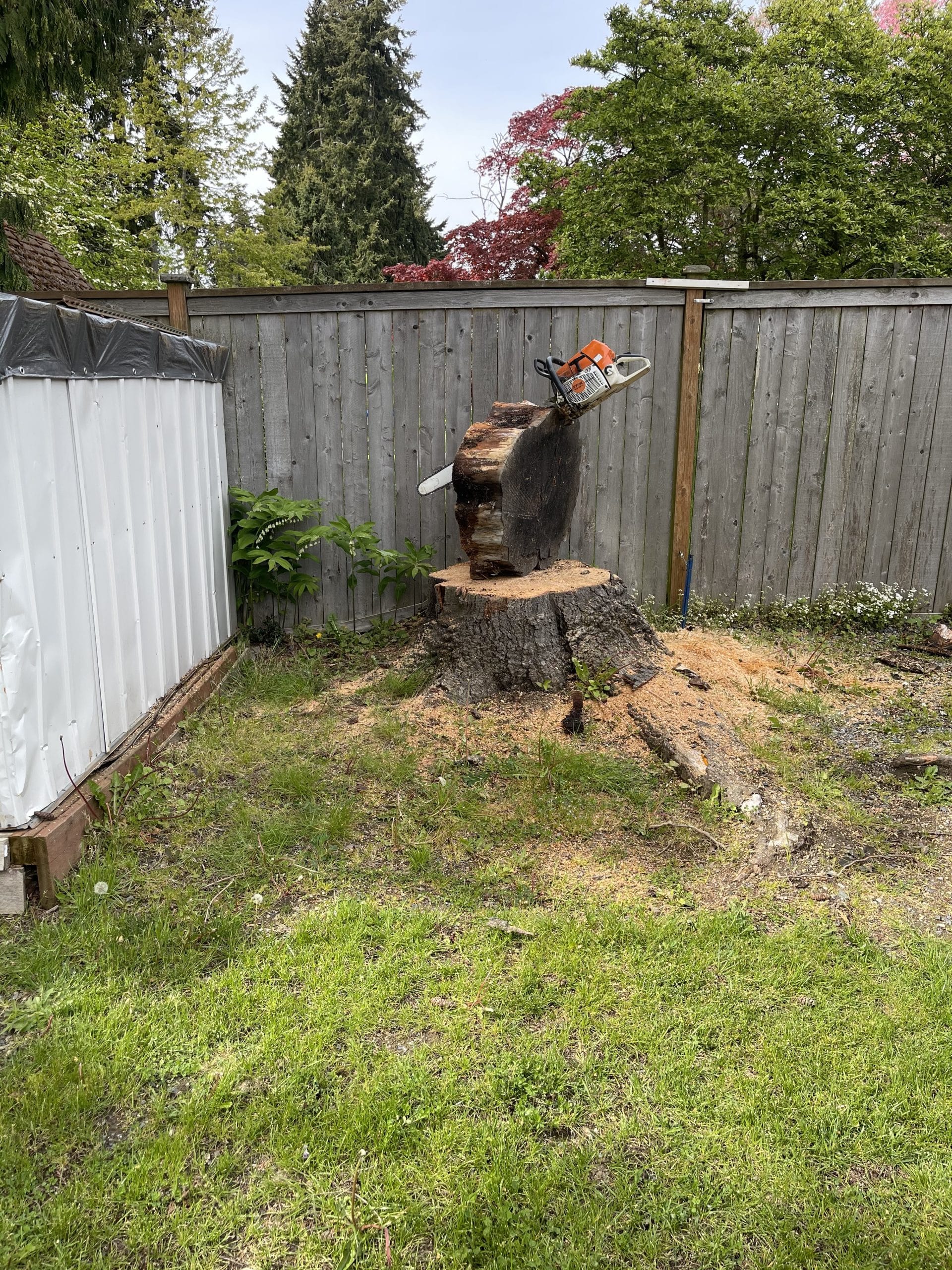 Large pine stump in Edmonds, WA with ground swell and surface roots before professional stump grinding
