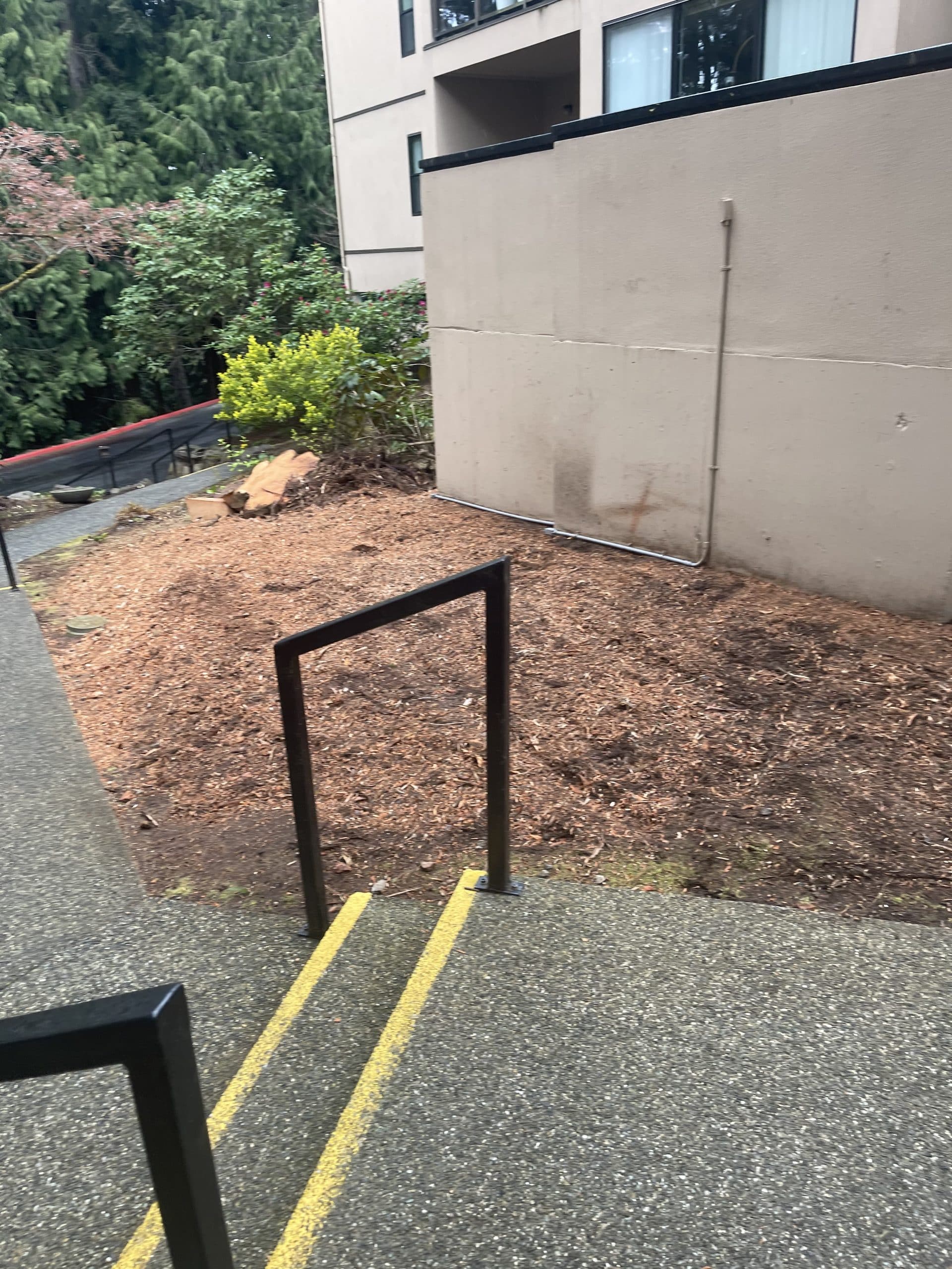 Finished stump grinding along exposed aggregate walkway in Mill Creek with cleanup after precise work