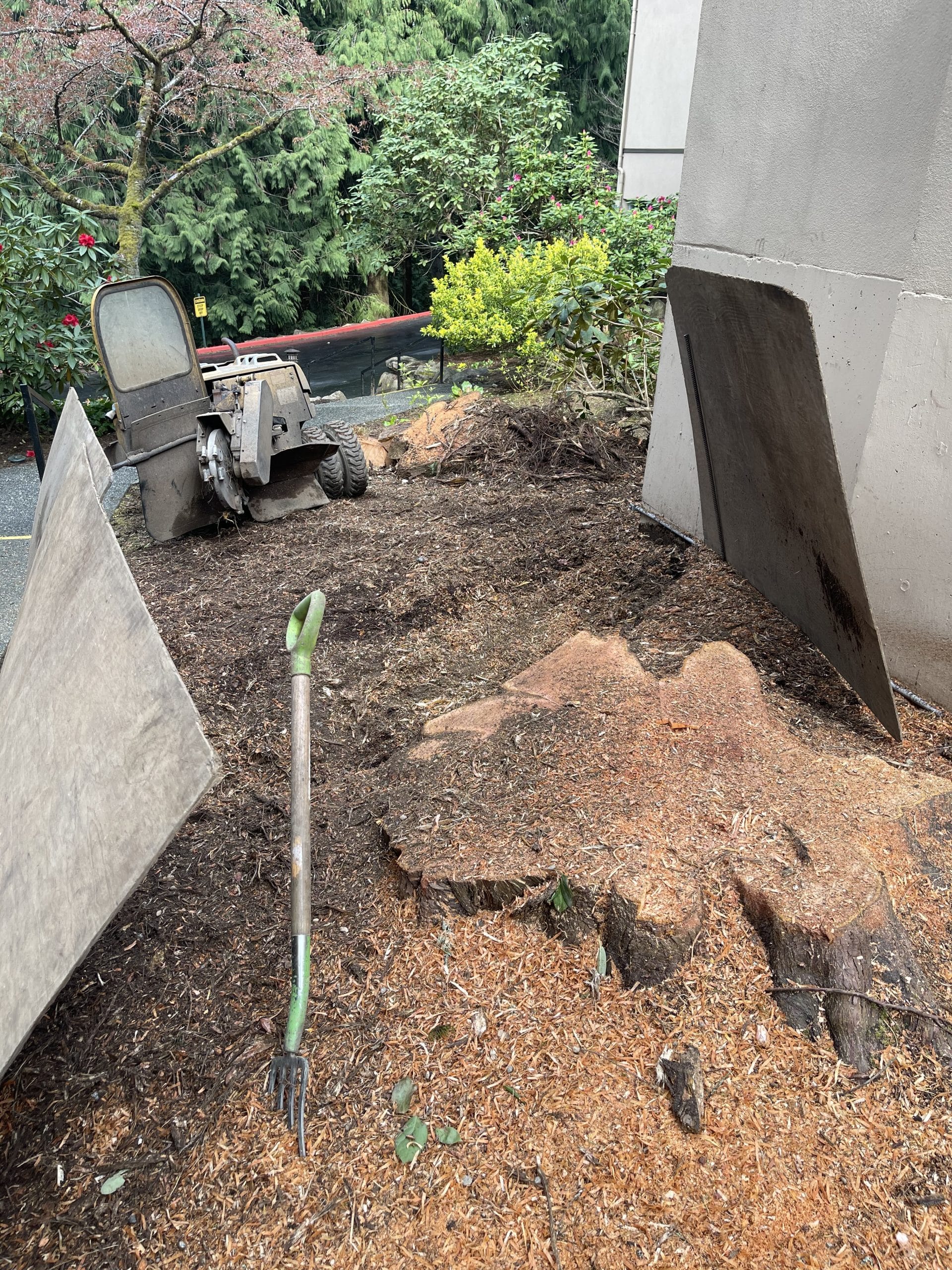Mill Creek stump grinding along exposed aggregate walkway with protective screening during precision grinding