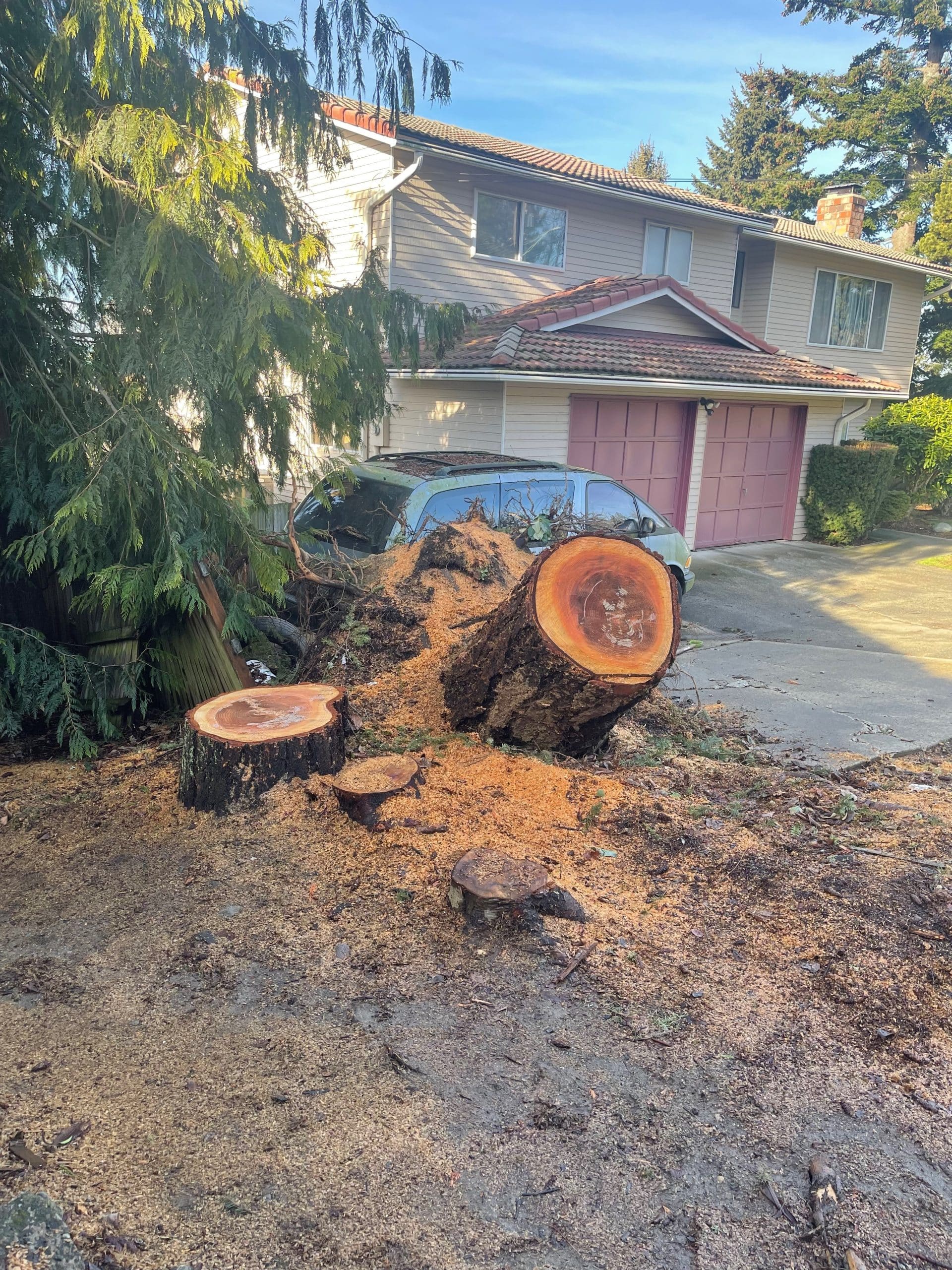 Mukilteo stump grinding after windstorm with fallen tree stump damaging driveway before removal