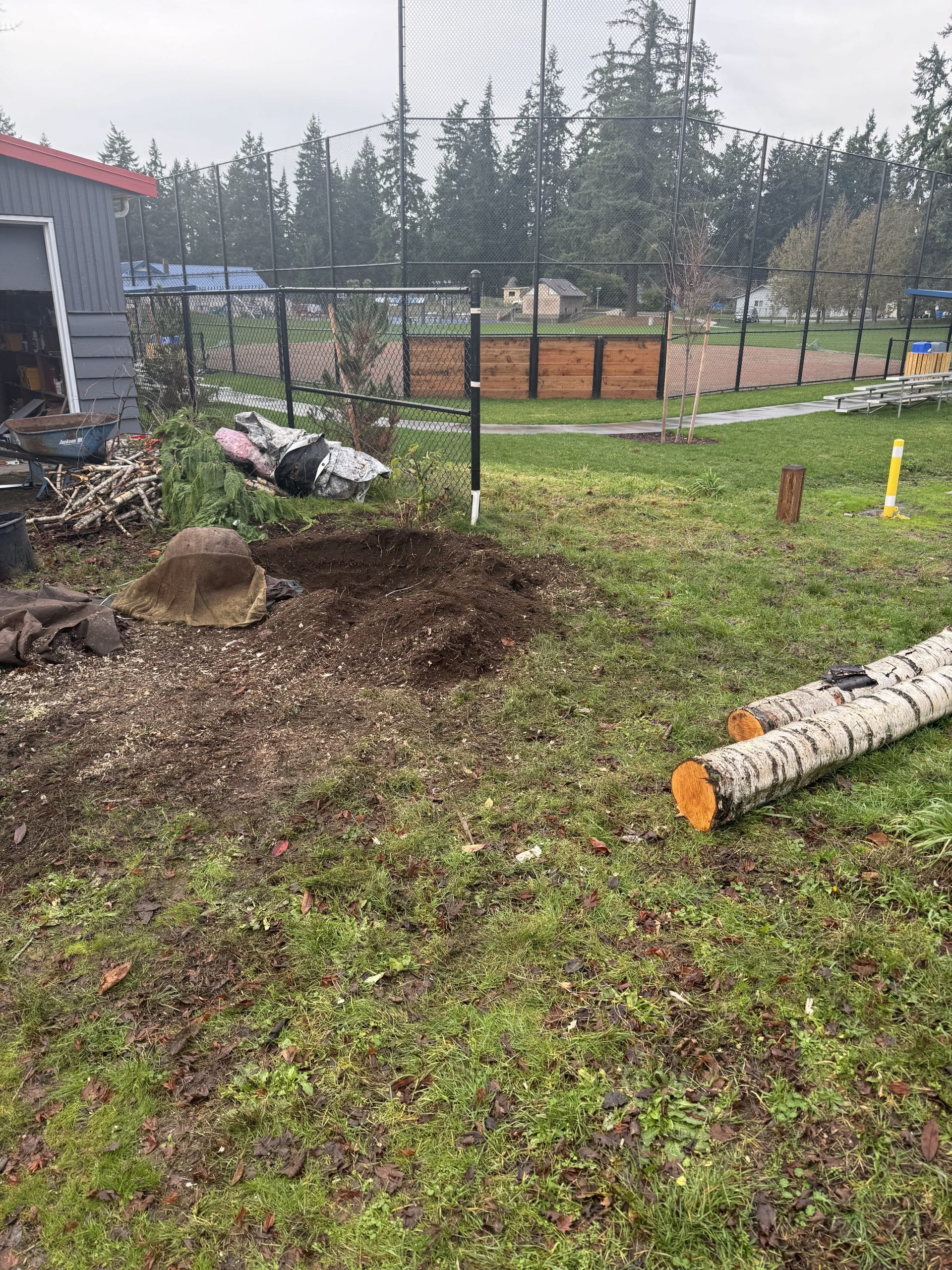After stump grinding at Richmond Highlands Park in Shoreline WA